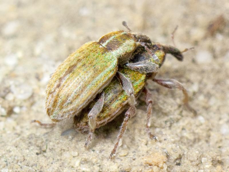 Hypera (Hypera) nigrirostris (Fabricius, 1775)